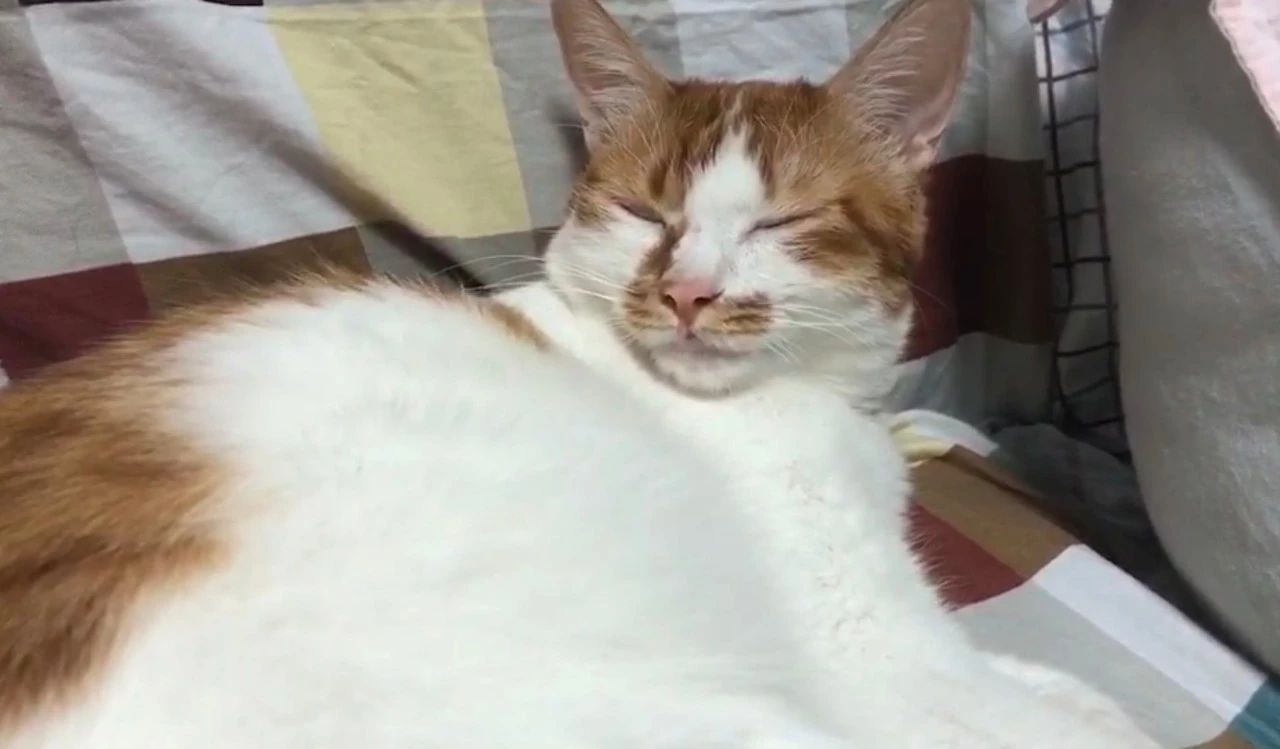 猫粮有必要喂进口的吗,猫吃进口猫粮好还是国产的好