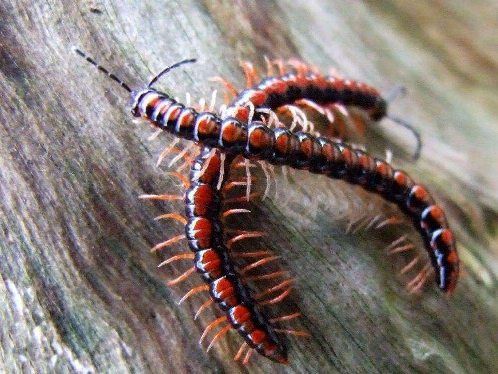 被当作药物的蜈蚣，竟然携带这么多病毒，还引发过巨大疫情