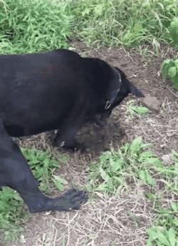 刨土刨水刨坑刨沙发，对于一只寂寞的狗子而言，万物皆可刨