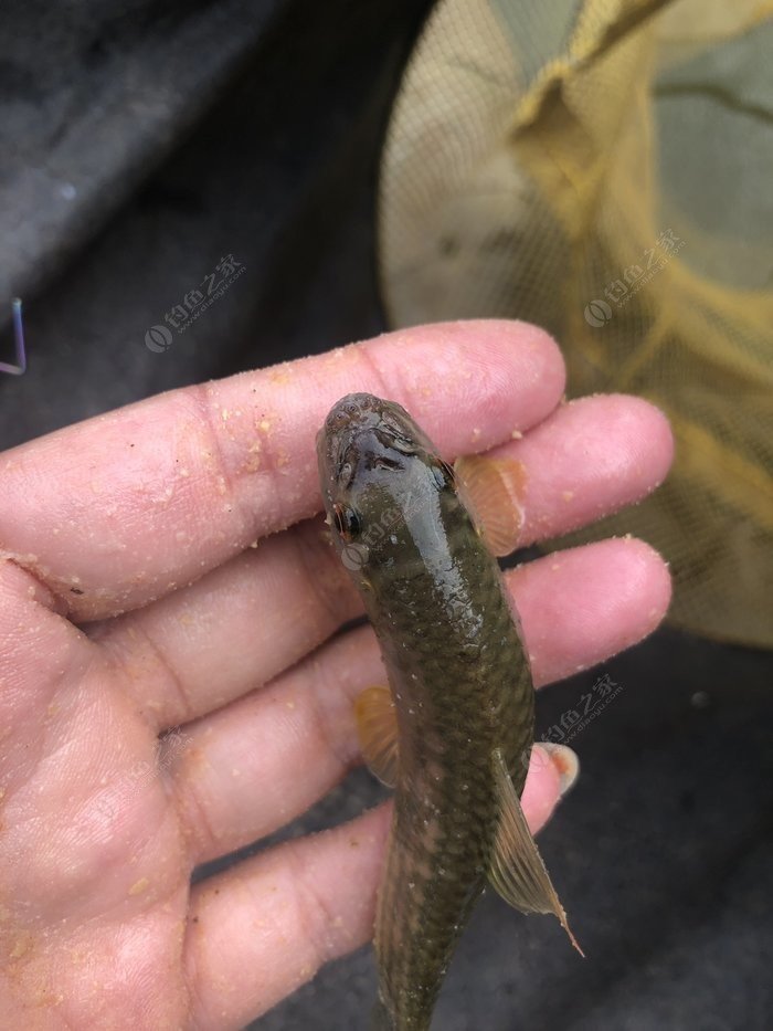 水底小鱼多就会没大鱼,自然水域没鱼情