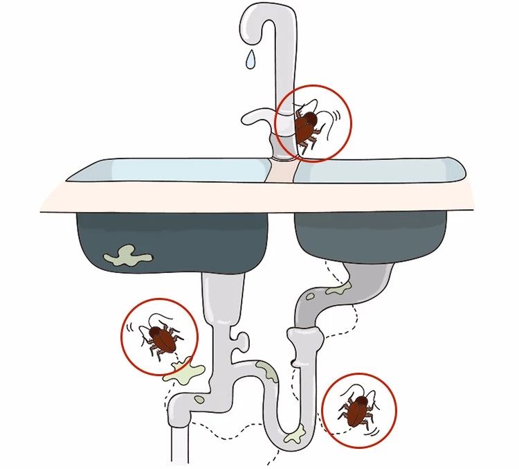 蟑螂卵都不剩的灭蟑方法,彻底消灭蟑螂老窝