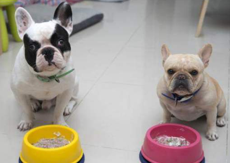 法国斗牛犬斗牛视频大全高清版,法国斗牛犬和英国斗牛有什么区别