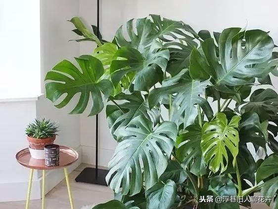 龟背竹冬天怎么养护,龟背竹如何过冬养护