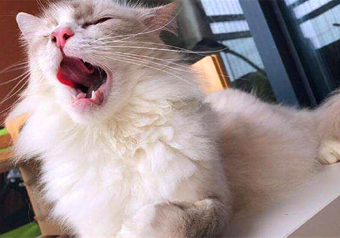 猫咪输尿管堵塞,猫咪尿闭导尿堵塞