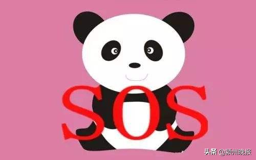 rh阴性熊猫血可以生孩子吗,熊猫血第一胎是o型血还能生吗