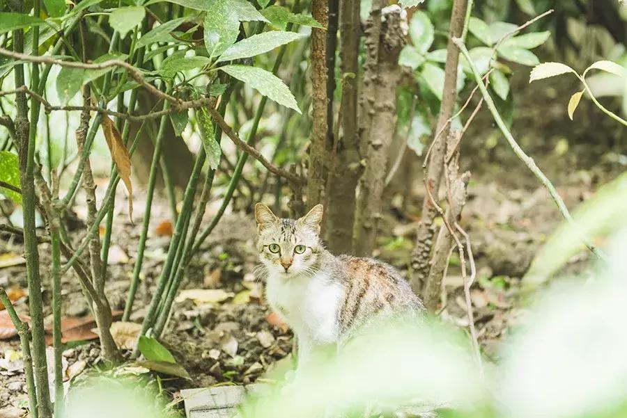 爱宠人：你知道困难重重的TNR是什么吗？