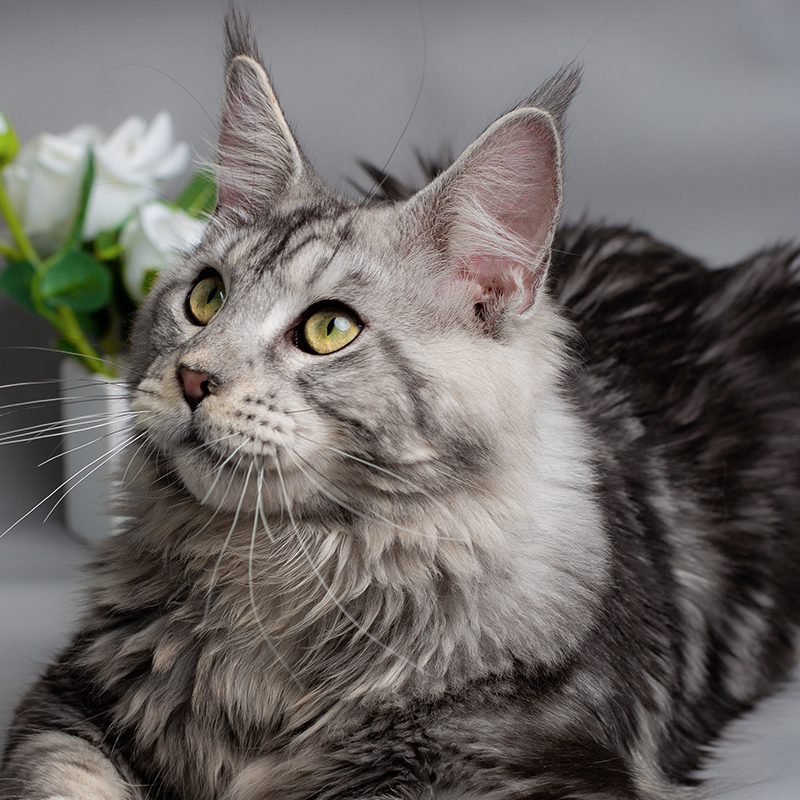 养很多猫很费钱吗,养什么猫最便宜又好养又粘人