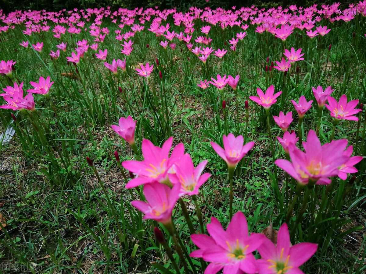 园林人需要知道的85个花卉知识,园林花卉的种类及图片