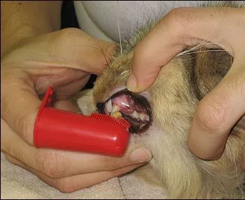 猫咪得了牙病非常危险，本文教你3步快速，让你的猫咪习惯刷牙