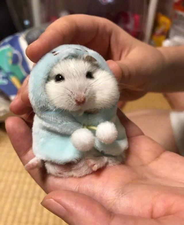 布丁仓鼠和三线仓鼠能合笼吗,买回来的仓鼠可以马上合笼吗