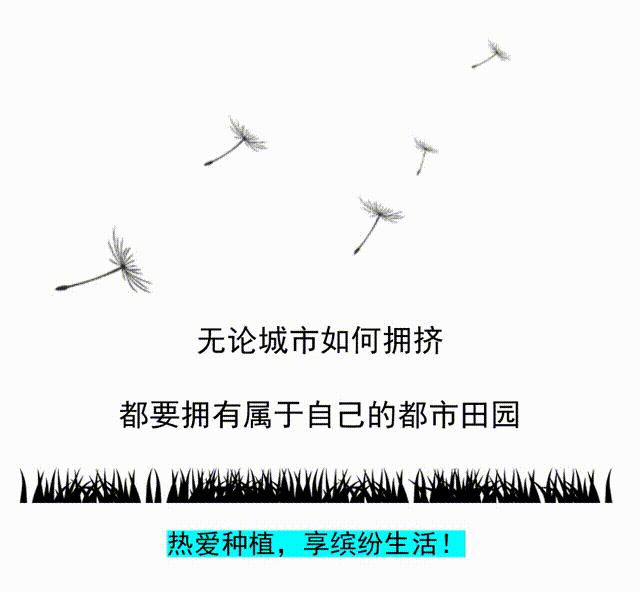 盆栽茄子最简单方法 (茄子的盆栽养法)