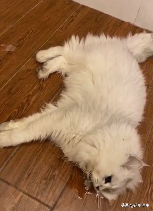 go猫粮吃了拉黄水,go猫粮吃了会黑下巴吗