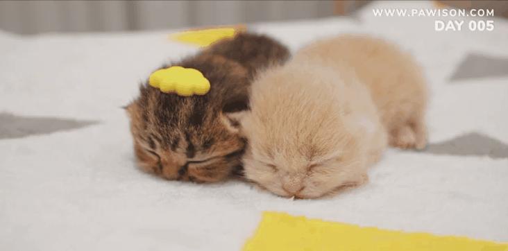 国家一级保护野生猫,国家一级保护哺乳动物名单