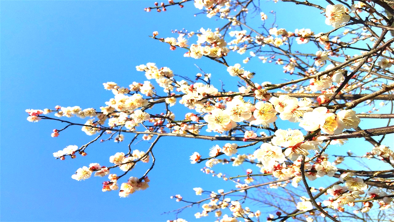 无锡梅园梅花已盛开,无锡梅园百合花节