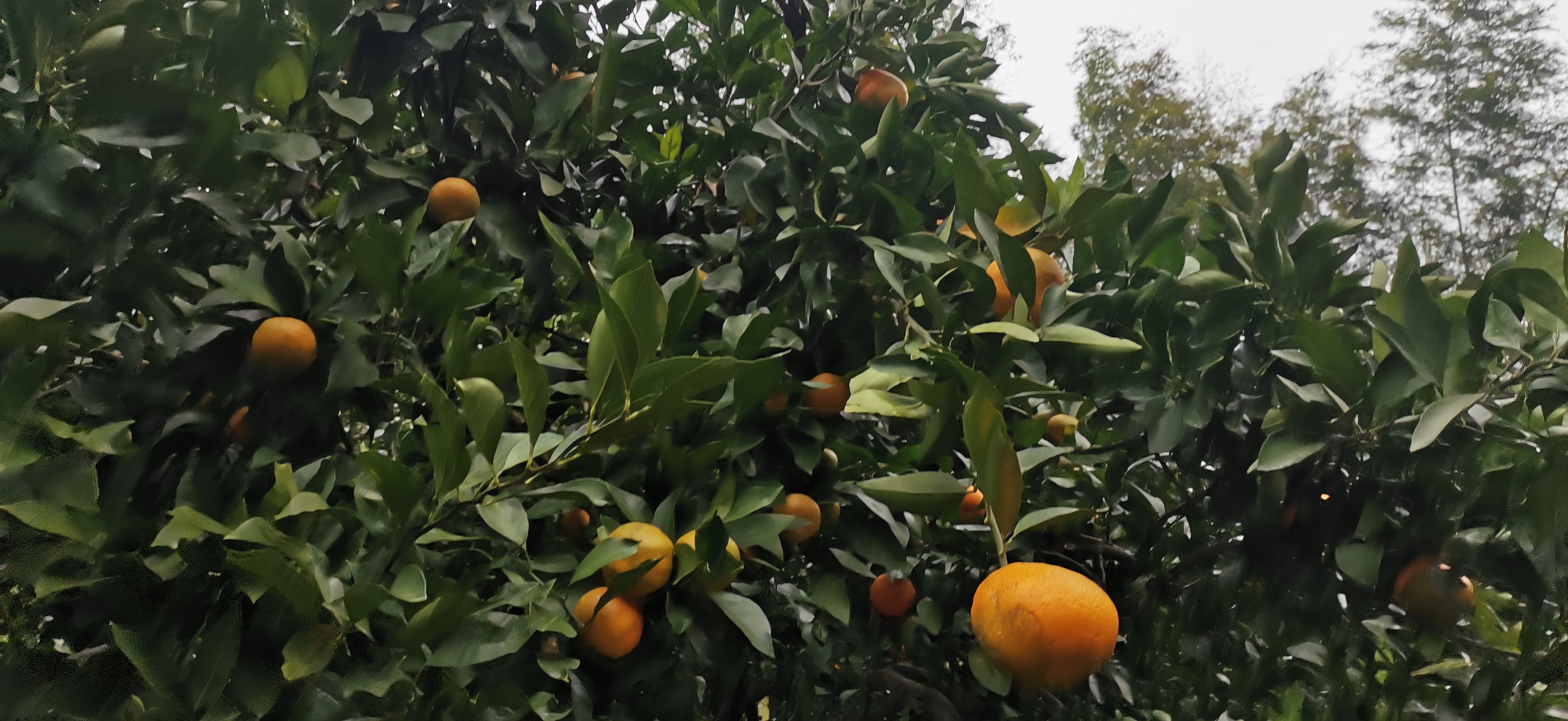 浅谈黄龙病及其防控
