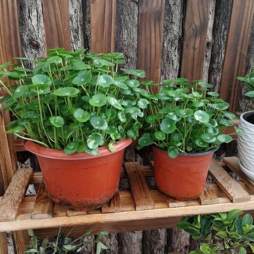 适合懒人养的铜钱草,瀑布过滤养铜钱草