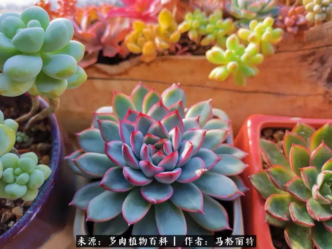 北方阳台多肉怎么过冬,北方阳台多肉