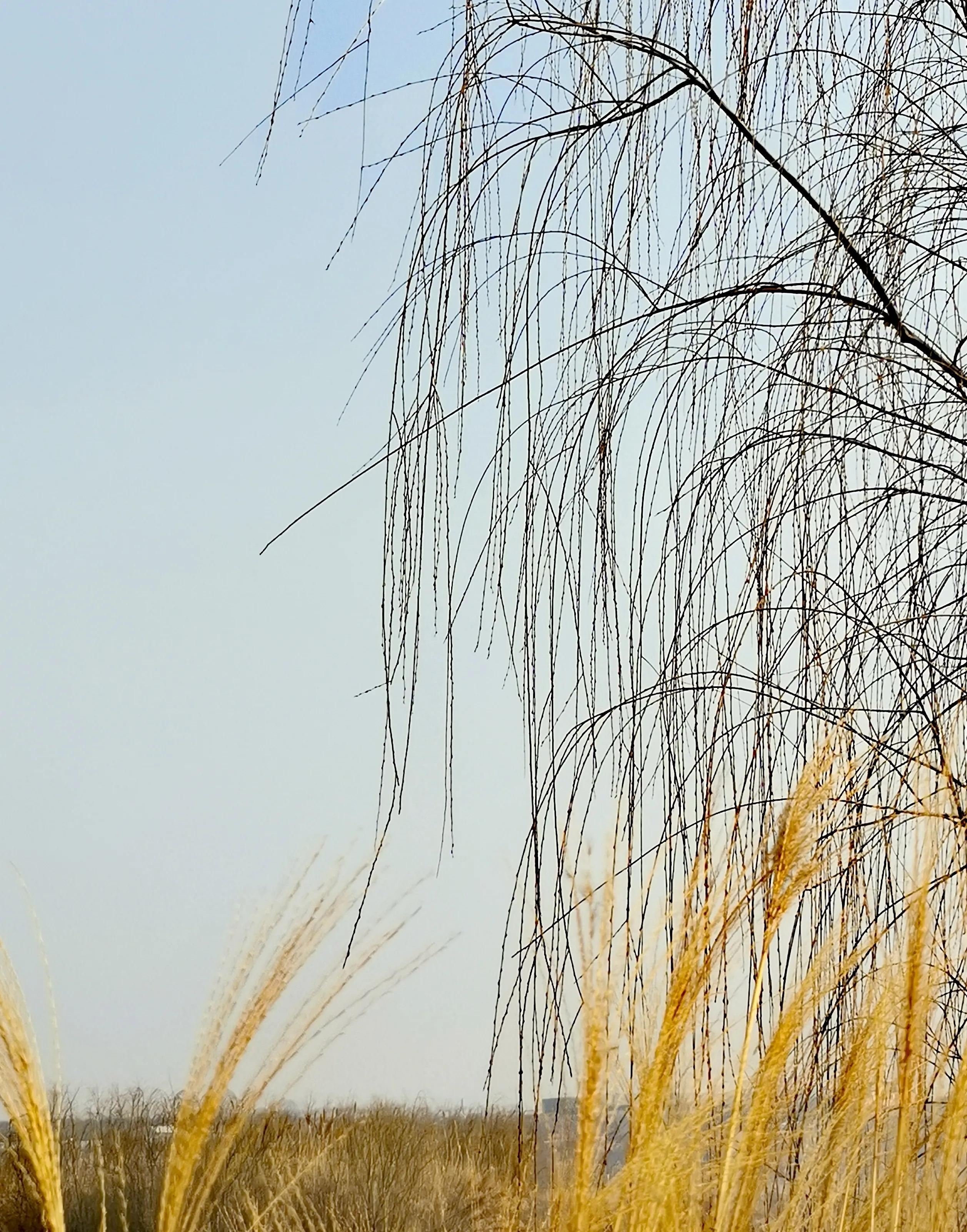 大年初一逛栎阳湖湿地公园,柳色遥看近吐绿,春归石川河!