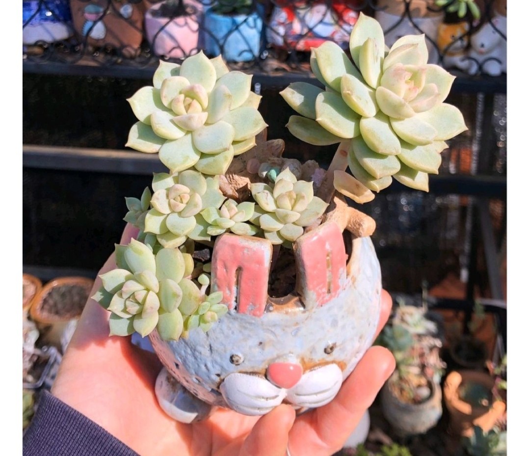 多肉爱长草怎么办,多肉爱火怎么养