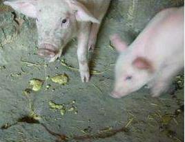 仔猪呕吐什么原因怎么治疗,仔猪呕吐怎么处理