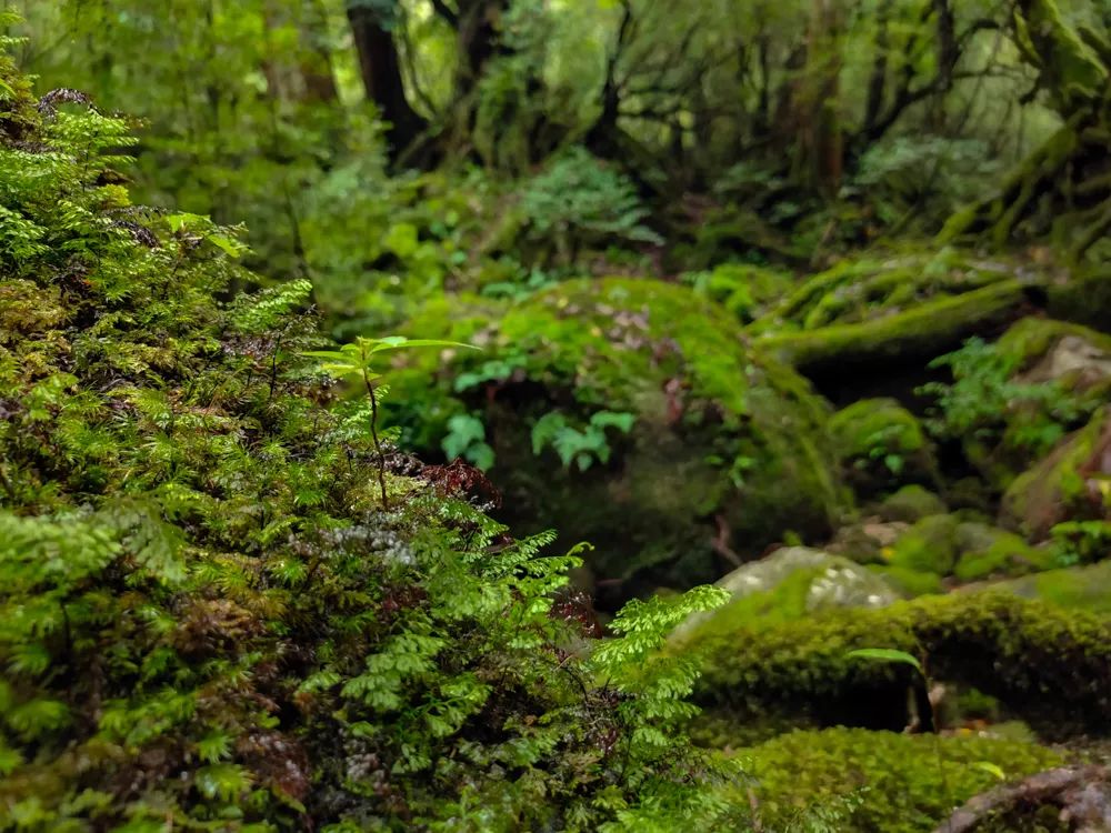 vivonex3和vivonex3s,vivonex3和vivonex3s区别