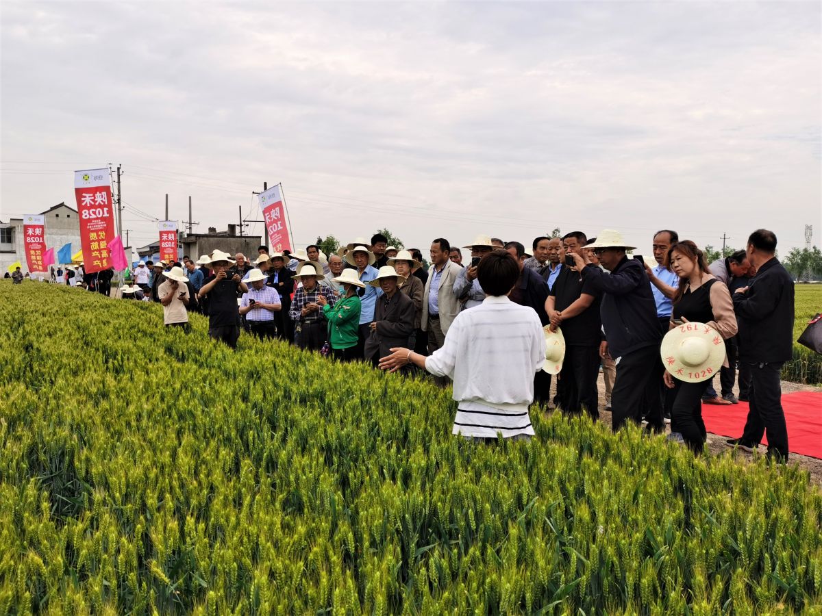 陕禾192小麦品种早熟吗,陕禾1028和192的区别