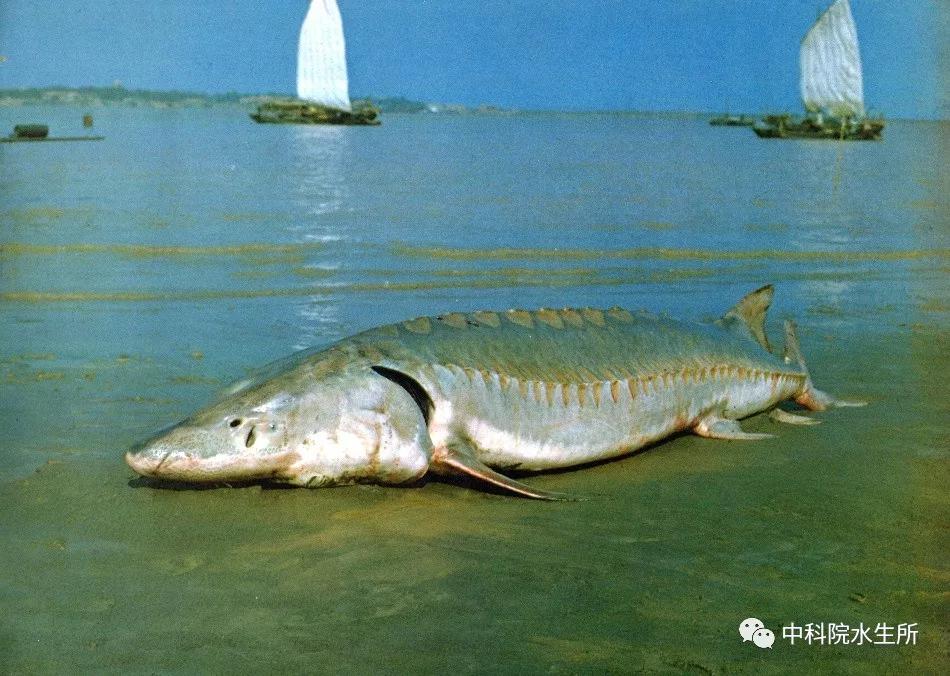 生活在长江的特有珍稀动物是什么,贴近长江的珍稀动物