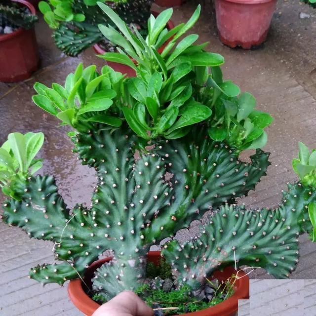 霸气侧漏的多肉植物,霸气的多肉