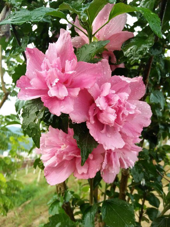 丹麦木槿怎么才能枝繁叶茂,木槿叶子枯萎了怎么治