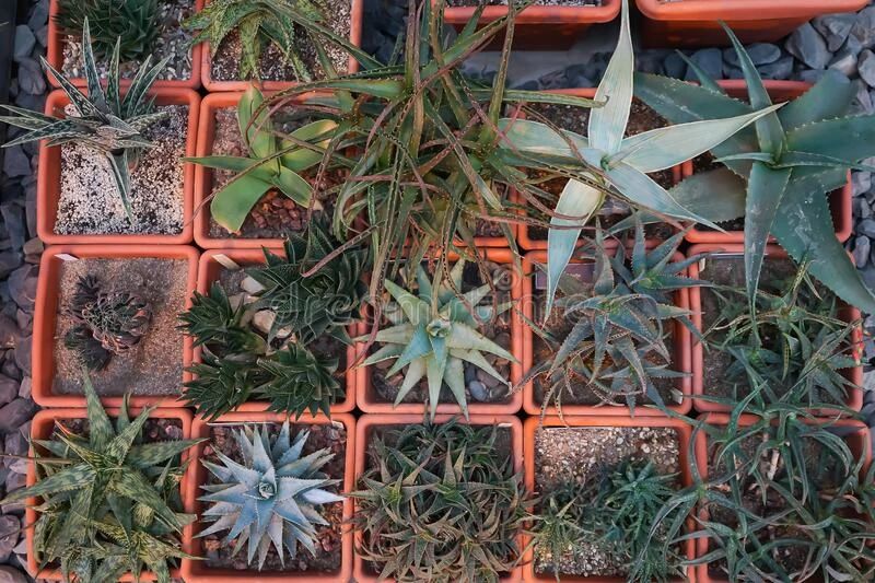 陶盆和塑料花盆哪个好,陶瓷花盆用什么盆最好