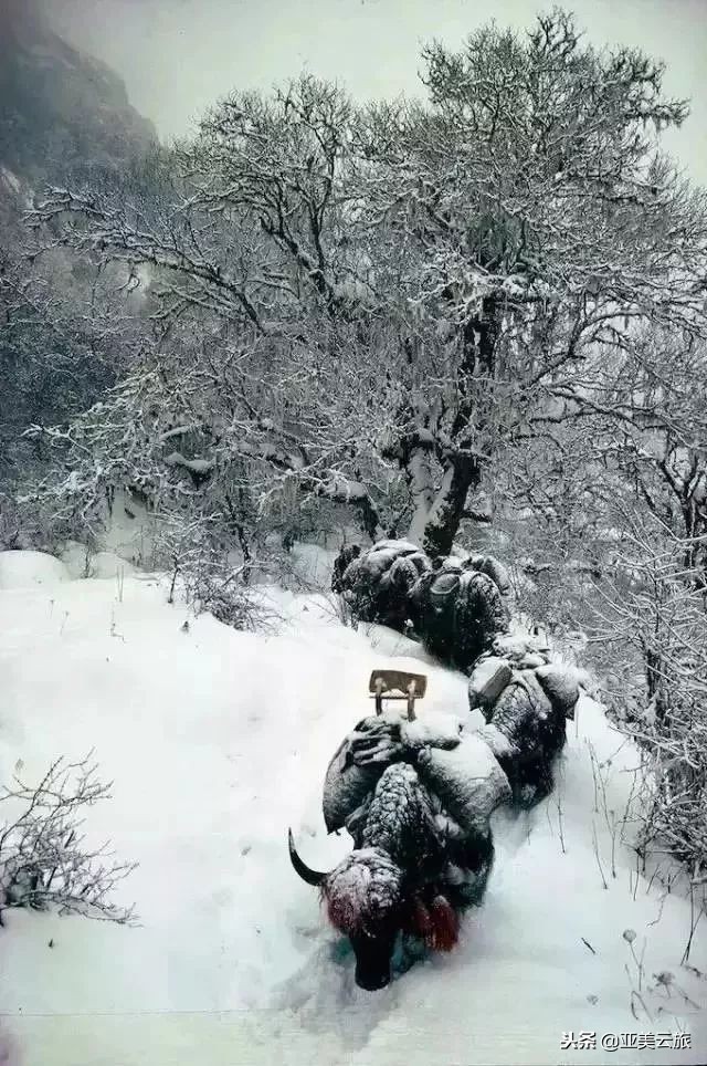 这个冬天邂逅西藏的美好时光 (冬天和爱人邂逅真正的西藏)