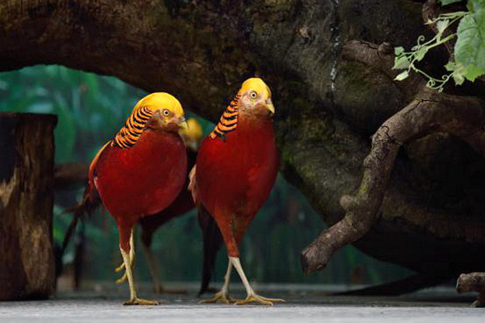长隆飞鸟乐园湿地精灵,长隆飞鸟公园一日游攻略