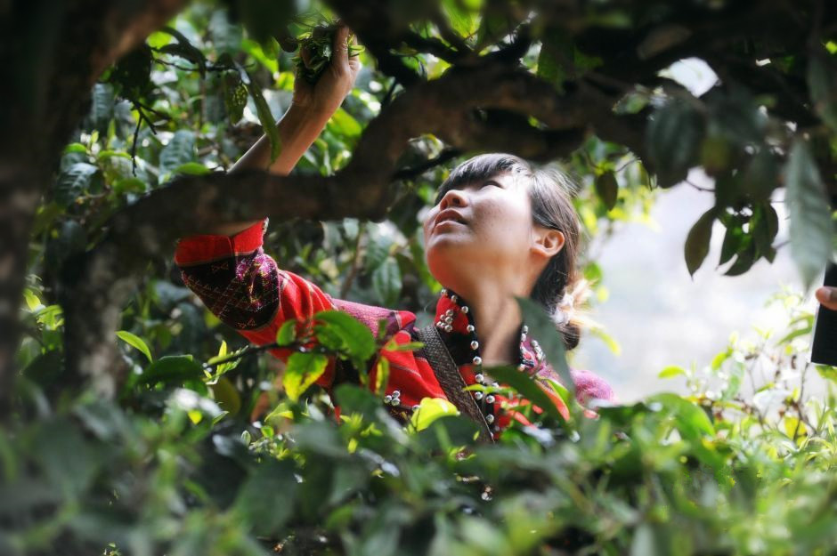 普洱茶熟茶压制方法是什么,普洱生茶紧压茶的正确打开方式