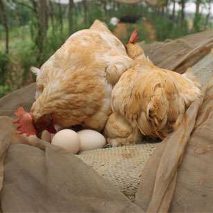 蛋鸡缺钙吃什么补钙,蛋鸡补钙能提升蛋壳质量和厚度么