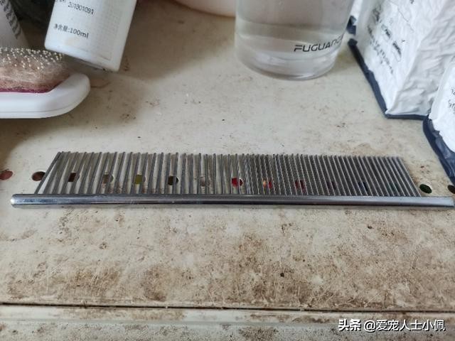 给比熊洗澡需要的东西,比熊犬能用硫磺皂洗澡吗