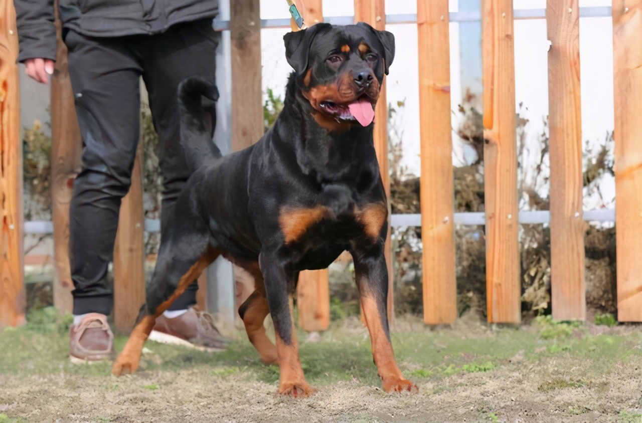 世界上最有安全感的狗狗排名,警惕性很高战斗力很强的狗狗