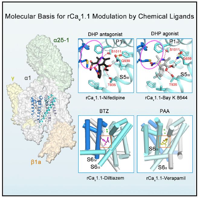 中国冷冻电镜技术进展,冷冻电镜最新研究