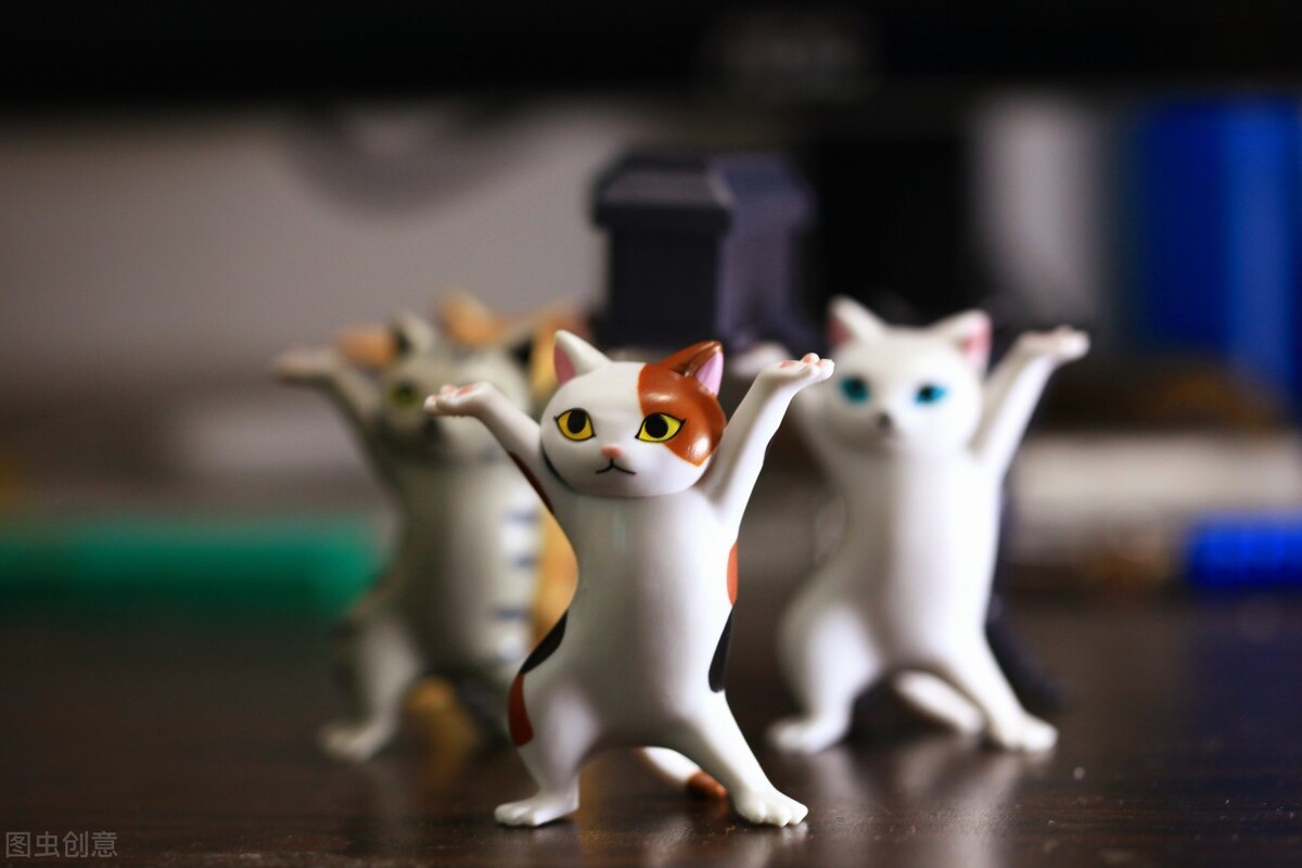 厦门顶级猫街介绍,厦门猫街值得去吗