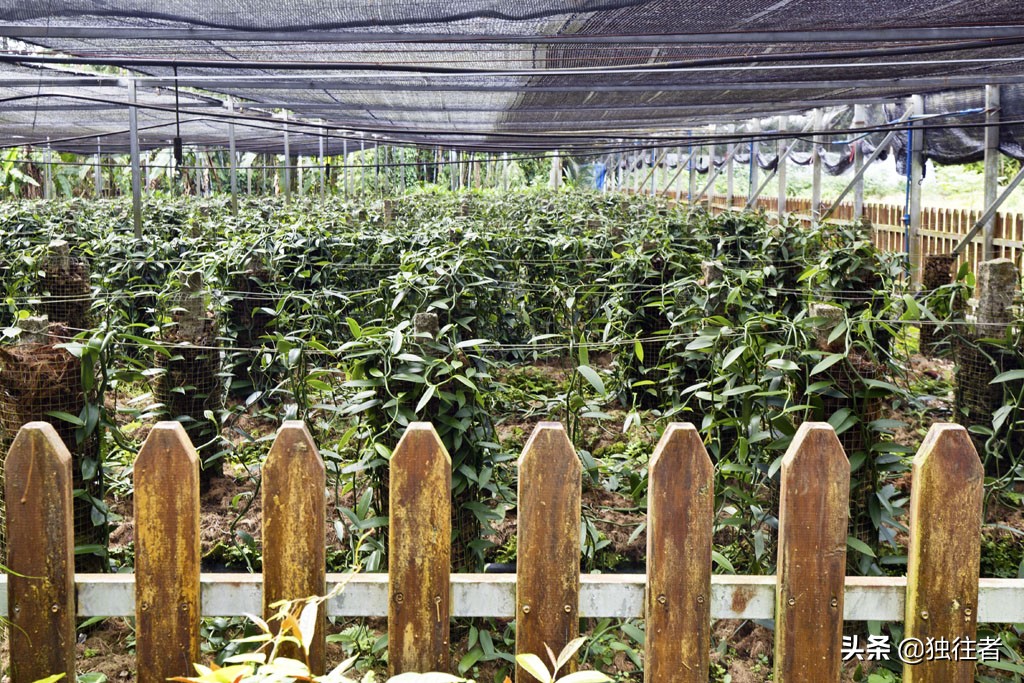 热带植物的百科全书，匪夷所思的植物王国，兴隆热带植物园