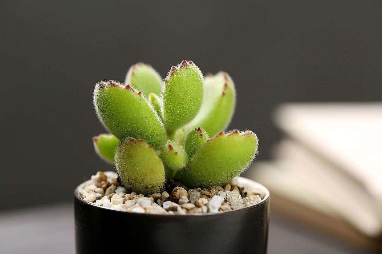 千年老树桩种多肉兰花和石斛,多肉可以养成什么样的树桩