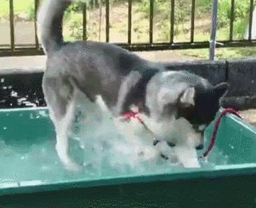 养纯种还是混血狗,养纯种狗