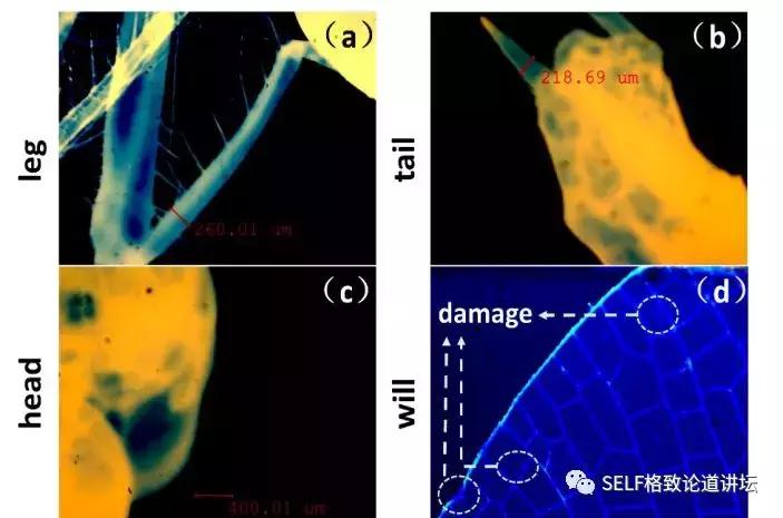 我国激光技术有多强,目前最先进的激光