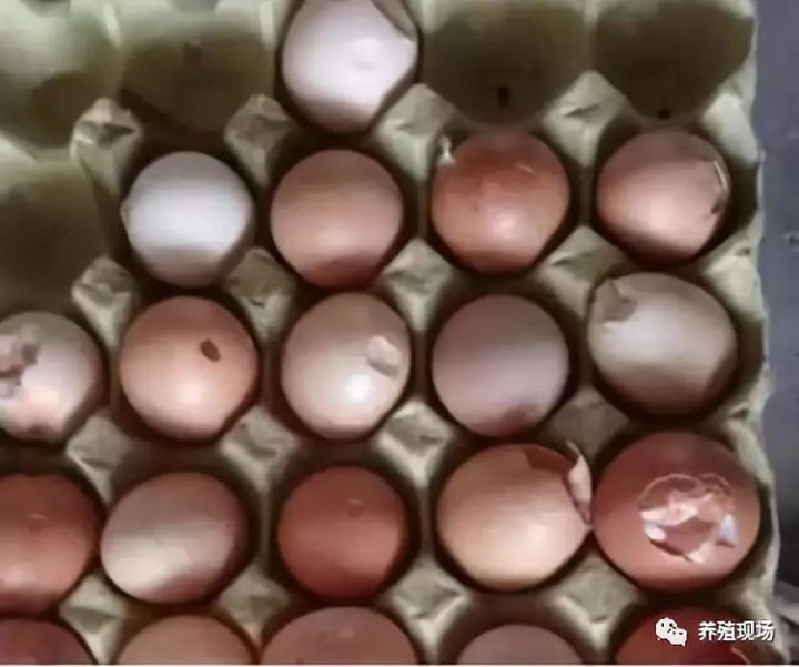 养鸡场霉菌的危害,鸡场霉菌毒素