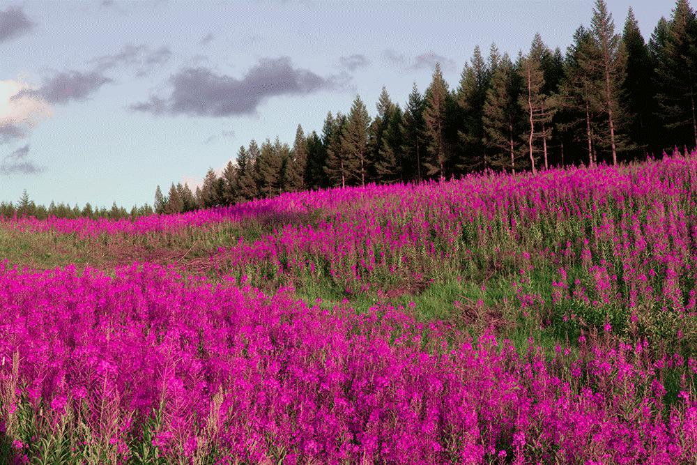 仲夏夜之梦古诗朗诵,仲夏之梦的诗歌