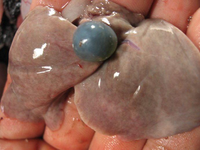 黑斑青蛙养殖技术视频教程,青蛙黑斑蛙高密度养殖技术培训