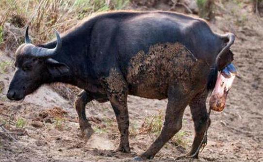 母牛产后易出现哪些疾病,母牛产后站不起来养牛技术大全