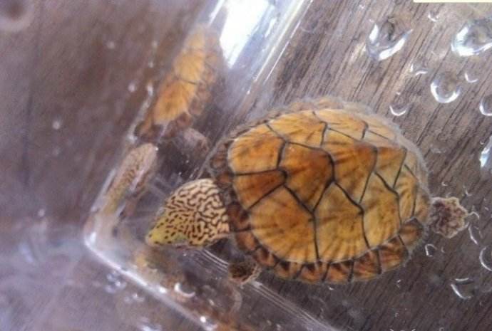 虎纹蛋龟最佳饲养环境,虎纹蛋龟怎么养才能养活