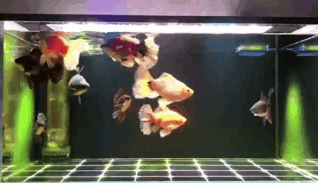 家里面养几条小金鱼好,家里养小金鱼几条最合适