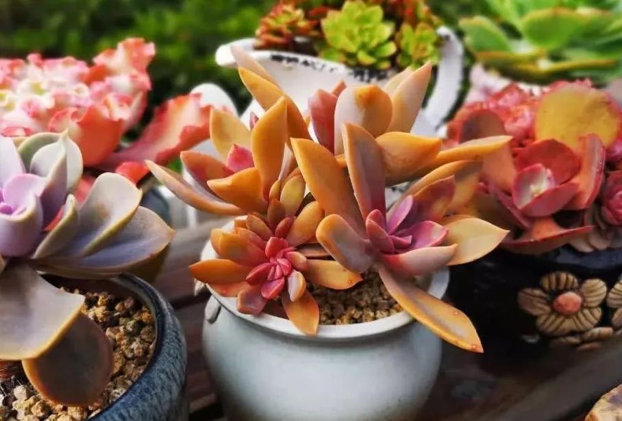 多肉淋雨徒长了怎么办,多肉梅雨季节发霉