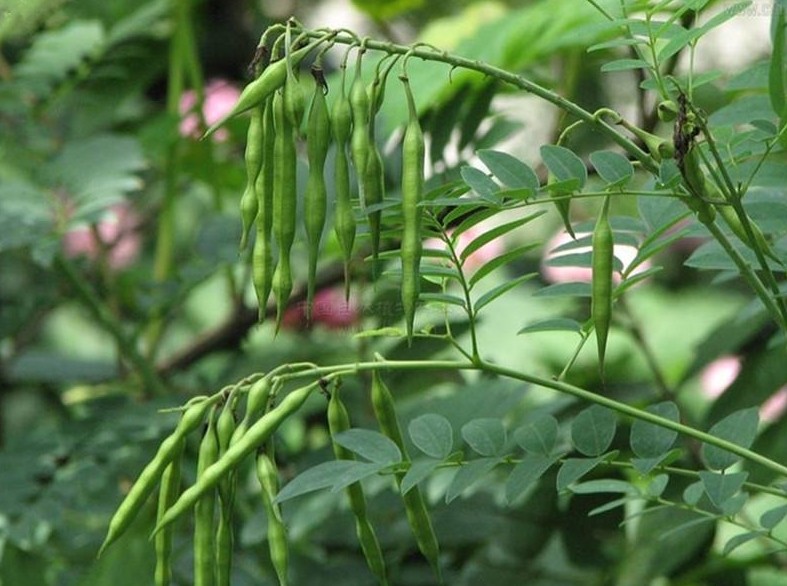 苦参的性味归经功效,苦参生地功效作用与主治